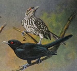 Male & female koel from G M Henry's book
