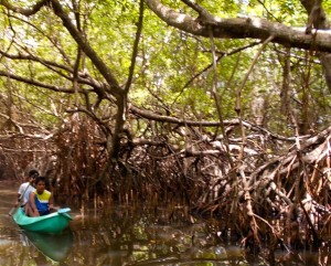 Exploring the mangroves by canoe