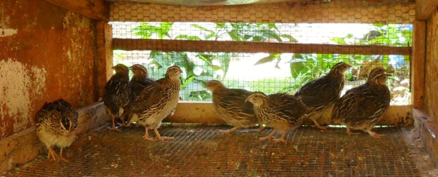 Contented quails