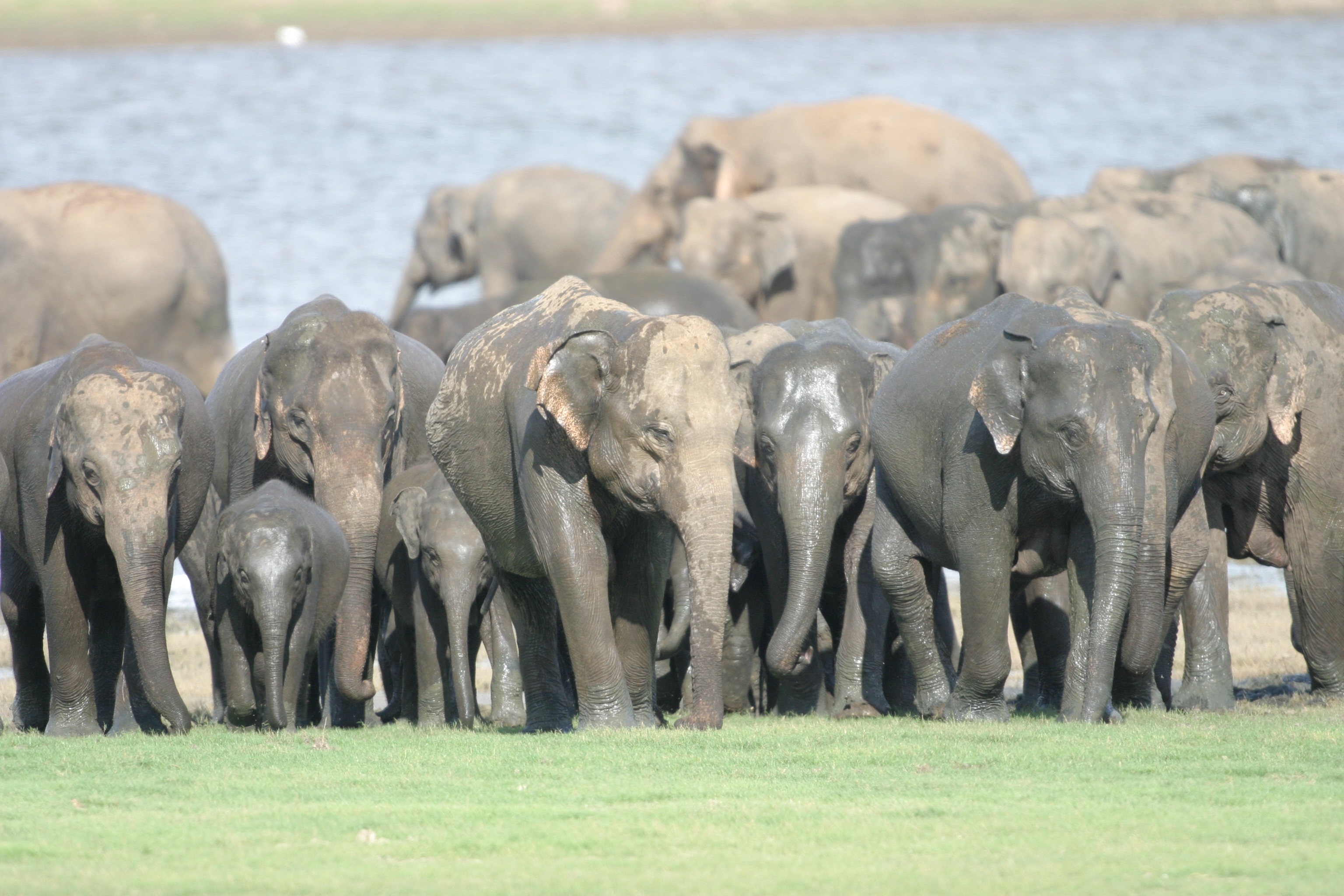 Слоновье стадо. Стадо слонов. Стая слонов. Популяция слонов. Много слонов.