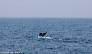 2013 12 11 Whale Watching-25
