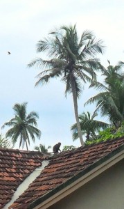 Kalu Wandura on my roof