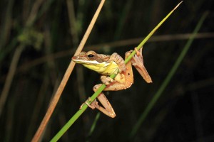 1. lCTaruga eques (Montane hour-glass tree frog) (2)