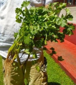 Bunch of coriander leaves