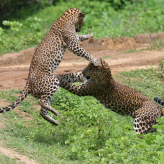 Leopard fight yala national park