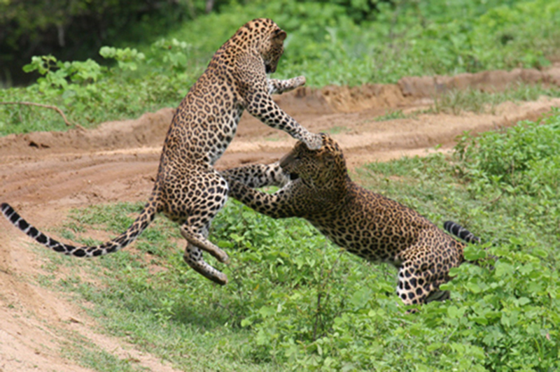 Leopard fight yala national park