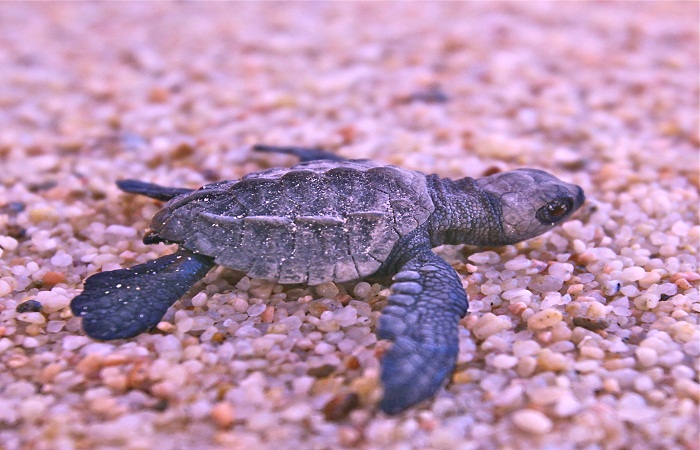 Olive_ridley_hatchling_in_Mexico_8218893828 (2)