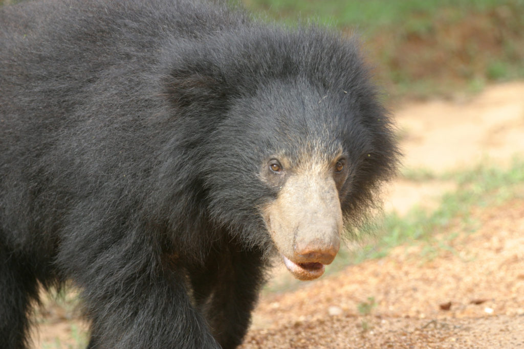 043 Sloth Bear, Yala, 2005 04 08 CRW_5958