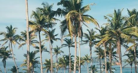 https://newsin.asia/lonely-plant-names-10-best-beaches-in-sri-lanka/