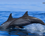 Dolphins in Sri Lanka
