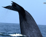 Whales in Sri Lanka