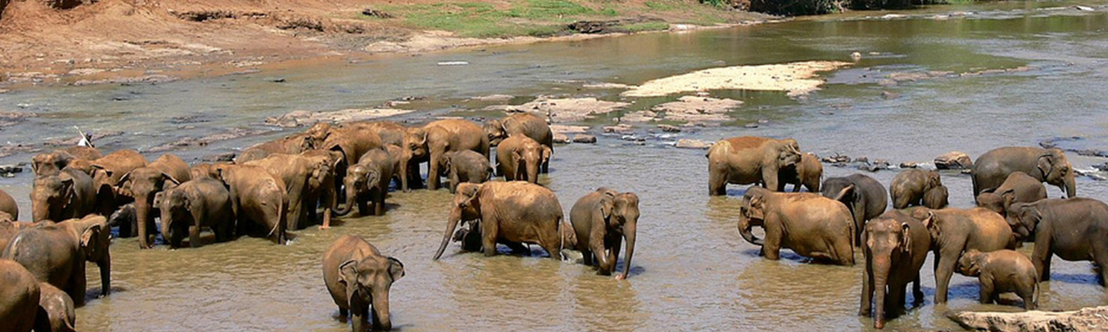 Elephant Gathering in Sri Lanka