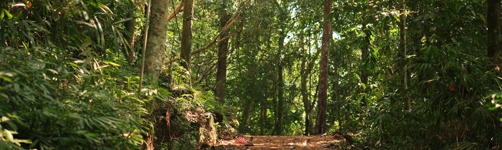 Bodhinagala Forest Reserve, Sri Lanka