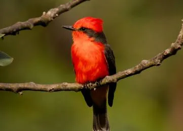 Experience in Sri Lanka