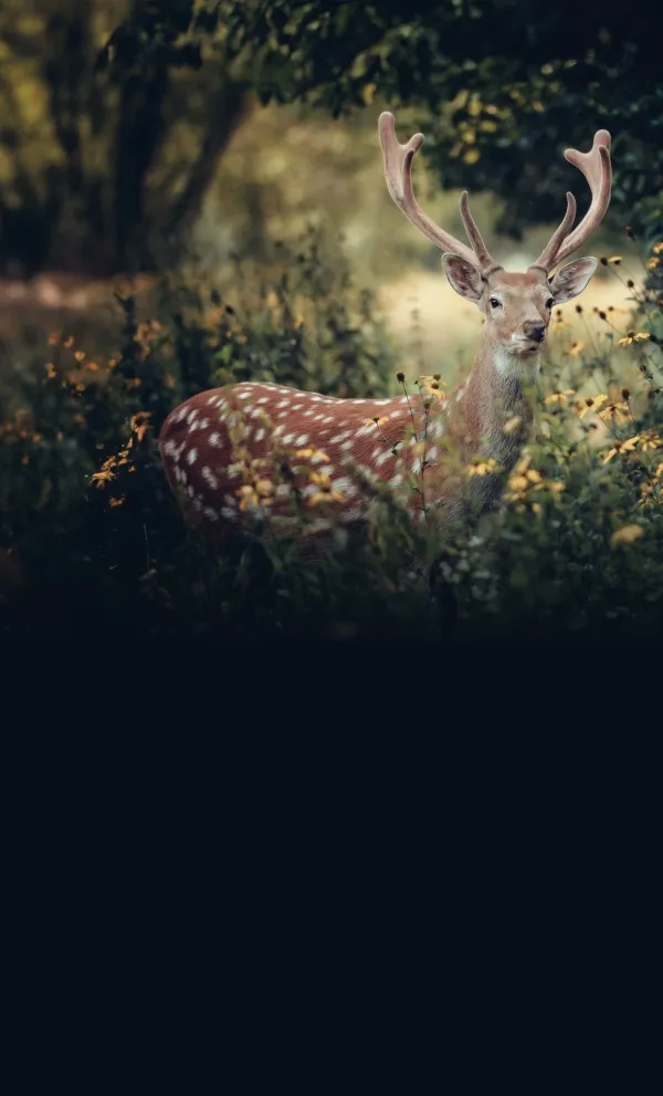 Wildlife & Adventure