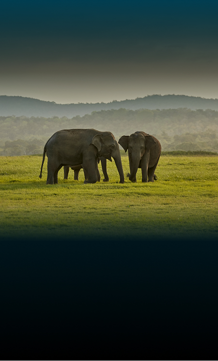 In the Wild. Where to See Elephants Ethically