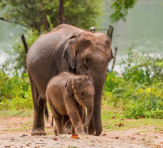 Elephant Transit Home (ETH)
