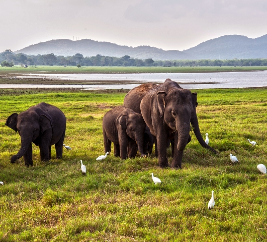 Yala National Park