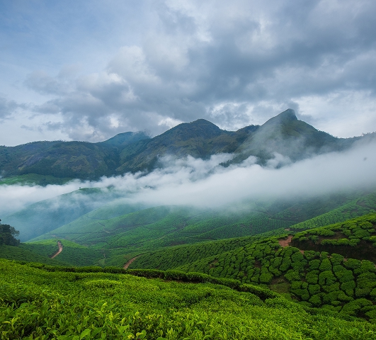 Tea Country That Touches the Clouds