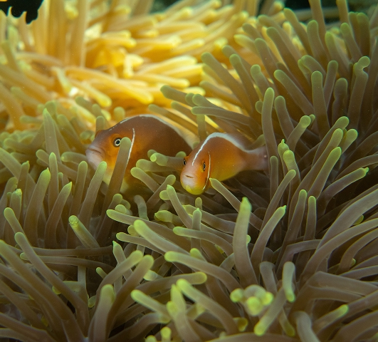Bar Reef Marine Sanctuary
