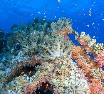 Basses Reefs (Great & Little Basses)