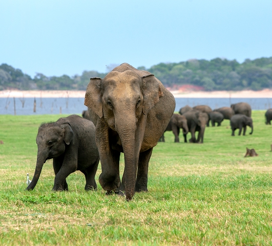 Kaudulla National Park