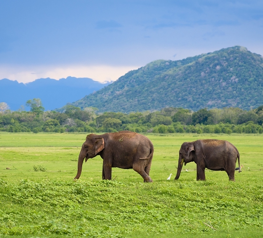 Minneriya National Park