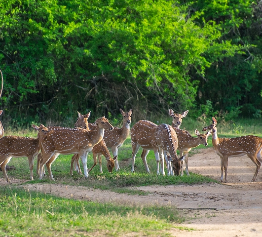 Yala National Park