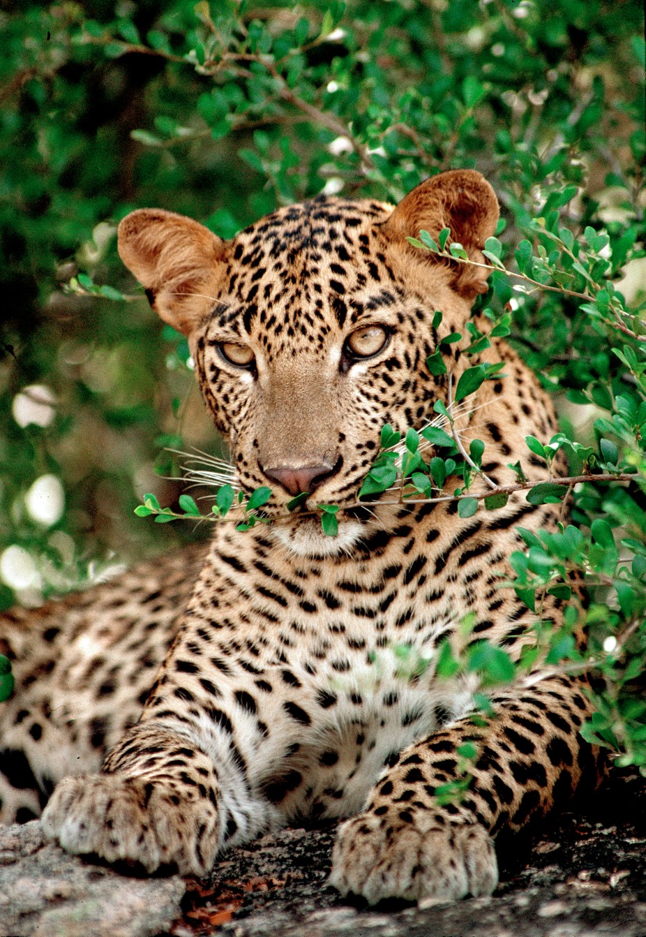 Wildlife
