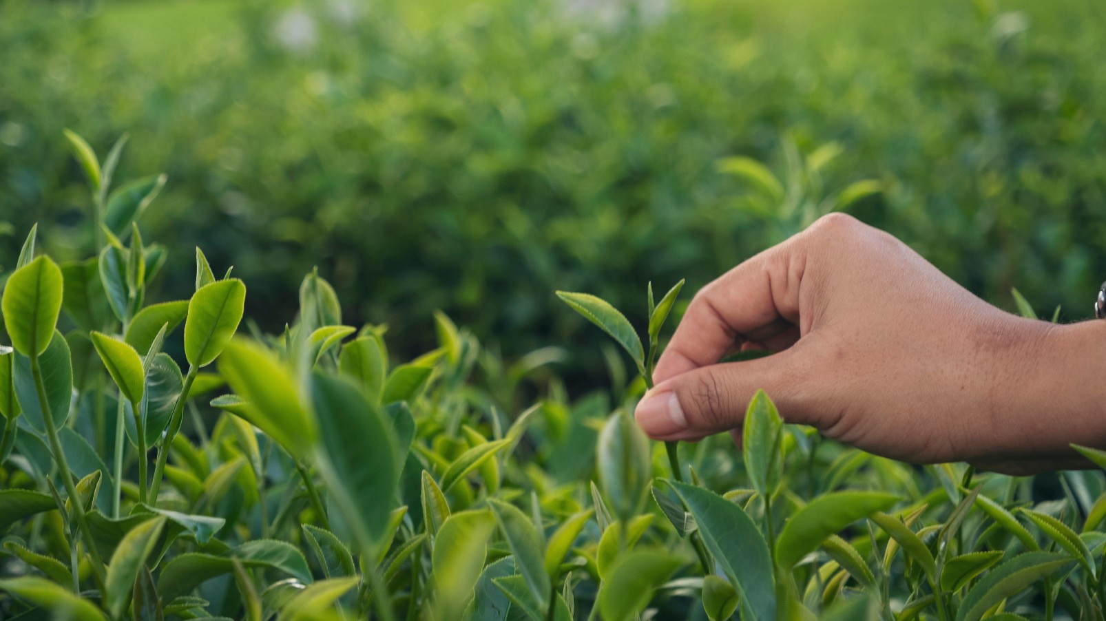 Tea Country